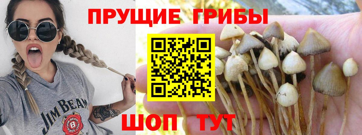 Зима  Галлюциногенные грибы Cubensis  Псилоцибиновые грибы Psilocybine cubensis  Вход с VPN 